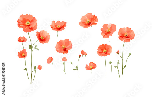 Geum coccineum isolated png, frontal view, set of flowers, garden plant, botanical illustration, vector illustration, ornamental shrub, vivid petals, nature element.