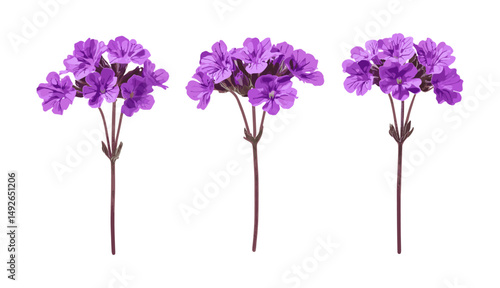 Set of Glandularia tenera, Verbena violeta, Glandularia morada, margarita morada, frontal isolated cutout, tree, flower bouquet, botanical illustration, vector illustration.
