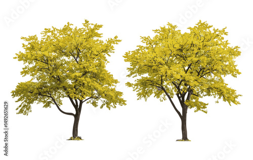 Set of honey locust Gleditsia triacanthos trees, thorny locust isolated summer autumn cutout, nature background, park landscaping, deciduous tree, green foliage vector illustration.