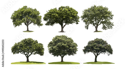 Grevillea Baileyana White Oak large tree isolated frontal view, street tree, botanical garden plant, natural environment, outdoor greenery, vector illustration.