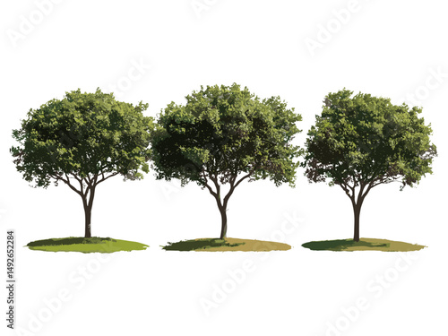 Set of Grevillea Baileyana White Oak large tree frontal isolated street tree cutout, perfect urban landscaping, garden design, tropical flora, vector illustration.