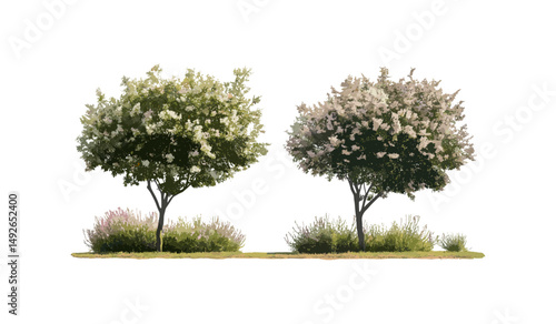 Set of Grevillea Baileyana tree, Clethra alnifolia shrub, street isolated cutout, front view, white oak, garden plants, landscaping design, botany, vector illustration.