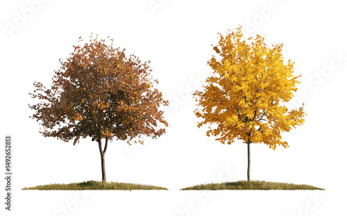 Autumn trees set with Hamamelis × intermedia, Populus tremula, isolated vector illustration, small deciduous trees, seasonal design, landscape composition, cutout, nature tree.