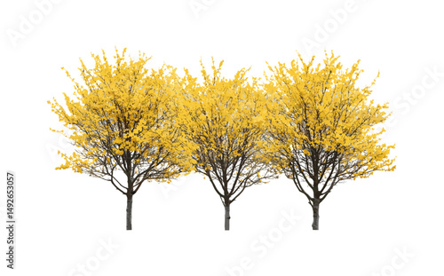 Hamamelis virginiana common witch-hazel set, beadwood street tree, vector illustration, png, isolated, city landscaping, native tree, botanical elements, tree collection.