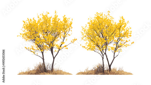Witch-hazel Hamamelis virginiana trees set, American witch-hazel, beadwood street tree frontal view, vector illustration, isolated cutout, urban landscape, garden design, png.