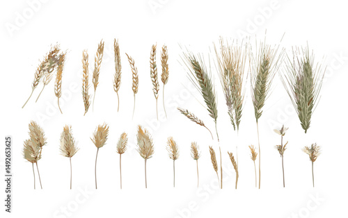 Hordeum jubatum foxtail barley bobtail barley squirreltail barley intermediate barley isolated frontal png cutout tree vector illustration, natural grassland, ornamental grass, seed head, flora.