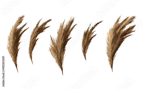 nazimrocks2024_Set_of_Hordeum_jubatum_foxtail_barley_bobtail__d2b17c74-eb78-44e7-b36a-aec5b66d1305_3