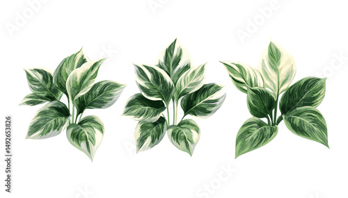 Set of Hosta Plantain Lily rainforest sunrise tree frontal isolated png cutout, tropical foliage, garden plant, exotic greenery, botanical vector illustration.