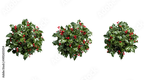 Ilex aquifolium, English holly, common holly, street shrub isolated png, Christmas plant, sunny daylight, vector illustration, decorative shrub, winter garden, outdoor evergreen.