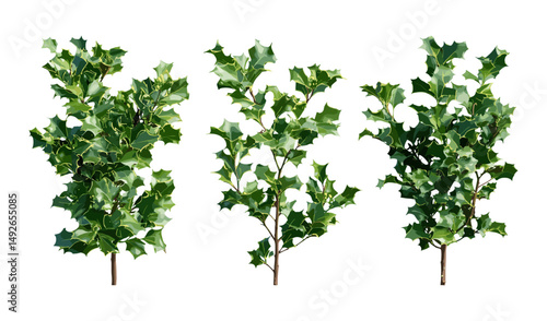Set of English holly, Ilex aquifolium, Christmas holly, street shrub isolated png, sunny daylight, perfect cutout tree, vector illustration, garden plant, evergreen shrub.
