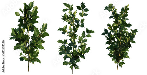 Set of English holly, Ilex aquifolium, Christmas holly, street shrub isolated png, sunny daylight, perfect cutout tree, vector illustration, garden plant, evergreen shrub.