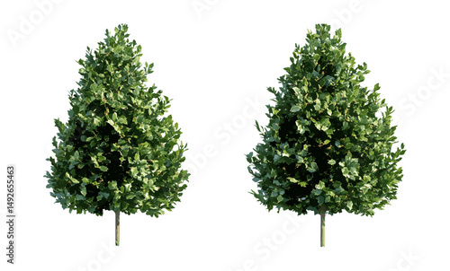 Ilex aquifolium holly tree set, English holly, European holly, Christmas holly, street and garden shrub, isolated tree cutout, vector illustration, winter plants, landscaping, outdoor greenery.