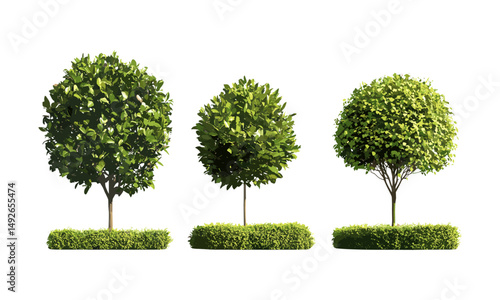 Set of holly trees Ilex aquifolium, English and European holly, Christmas holly shrub, street trees isolated cutout, vector illustration, winter garden plants, natural landscape, holiday greenery.