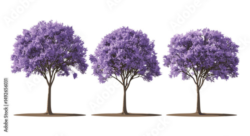 Jacaranda tree, blue jacaranda, mimosifolia, black poui, Nupur, fern tree, isolated cutout, tropical plant, garden tree, exotic tree vector illustration.