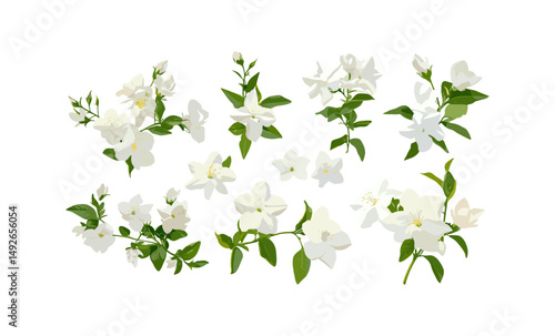 Arabian jasmine Sambac jasmine isolated png, tropical flowering plant, Jasminum sambac tree, fragrant white blossoms, exotic garden plant, vector illustration, botanical nature, floral decor.