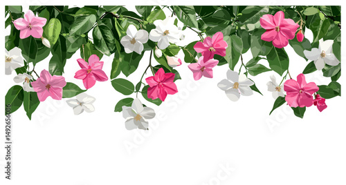 Set of Jasminum sambac, Catharanthus roseus flowering frontal, isolated png, cutout, tree, tropical plants, garden flowers, exotic blooms, vector illustration.