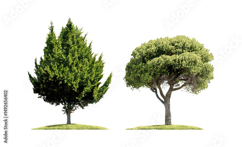 Isolated Juniperus oxycedrus and Pistacia lentiscus trees, urban street greenery, botanical cutout png, Mediterranean flora, landscape architecture, vector illustration.