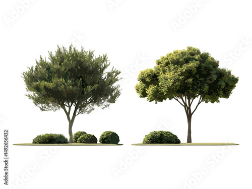 Set of Juniperus oxycedrus and Pistacia lentiscus street trees isolated png sunny daylight, perfect cutout, urban landscaping, Mediterranean flora, vector illustration.