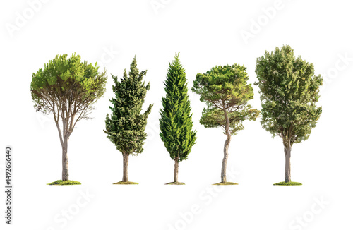 Cade juniper, Juniperus oxycedrus prickly cedar, street tree set isolated cutout, sunny outdoor, landscape architecture, Mediterranean evergreen, vector illustration.