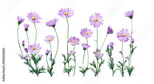 Indian Kalimeris aster cutout, Kalimeris indica flower, spring blossoms, meadow flowers, floral design, botanical art, vector illustration, nature elements.