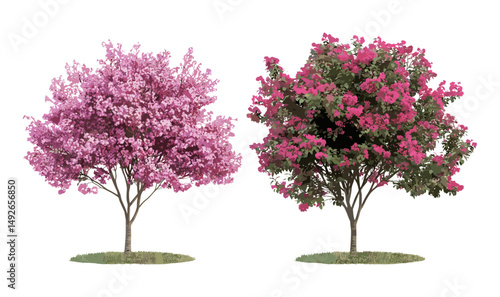 Lagerstroemia Crape Myrtle and Cherry sakura pink blossom trees, summer street, medium and small trees cutout, vector illustration, ornamental garden, seasonal plants, flowering branches.