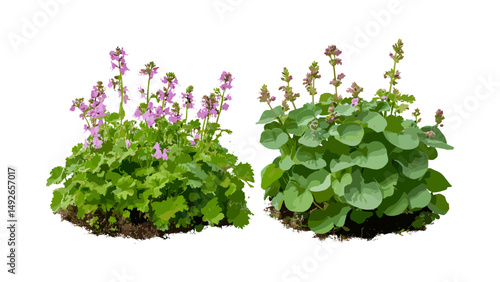 Lamium maculatum and Glandularia tenera cutout, ornamental plants, flowering herbs, natural greenery, garden flora, herbal plants, vector illustration.
