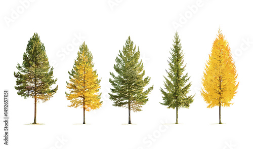 Set of Larix laricina tamarack tree isolated png sunny daylight American larch hackmatack eastern larch red larch black larch vector illustration forest nature.