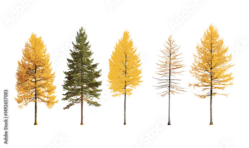 Larix laricina tamarack isolated cutout tree sunny daylight American larch hackmatack eastern larch red larch black larch vector illustration wildwood greenery.