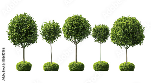 Bay laurel, Laurus nobilis, sweet bay, true laurel, Grecian laurel, street trees, sunny daylight, isolated tree cutout, vector illustration, aromatic herbs, garden greenery, nature.