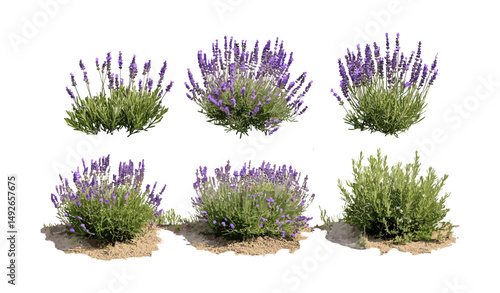 Set of Lavandula pedunculata Spanish Lavender French lavender tree isolated cutout png, floral bouquet, aromatic herb, garden plant, vector illustration.