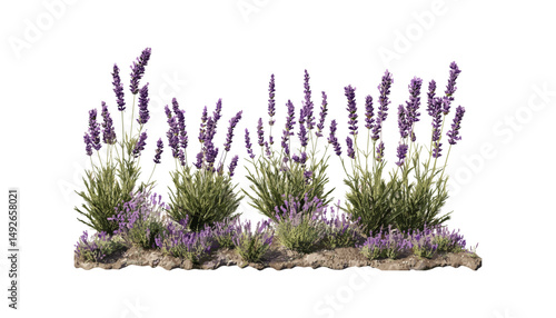 Lavandula stoechas set, Spanish lavender, topped lavender, French lavender, flowering isolated png, cutout tree, wildflower, aromatic plant, garden herb, vector illustration, summer bloom.