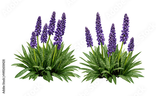 Liriope muscari and Liriope muscari Variegata plant isolated, decorative shrub, garden greenery, landscaping design, natural foliage, plant cluster, vector illustration, cutout.