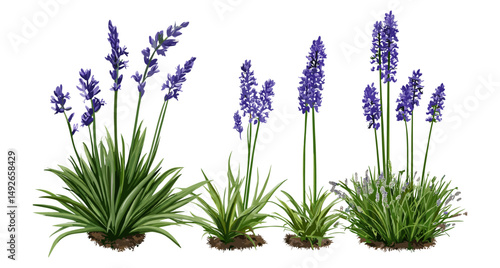 Liriope muscari Variegata, Liriope muscari isolated shrub, botanical garden, ornamental grass, garden greenery, landscaping, natural plants, plant arrangement, vector illustration.