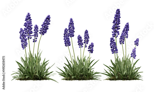 Set of Liriope muscari, Liriope muscari Variegata, isolated tree cutout, garden plants, foliage, ornamental grass, landscaping elements, botanical illustration, vector illustration.