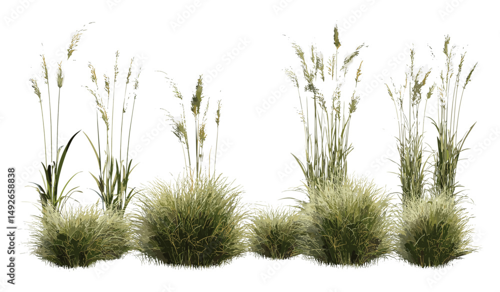 Fototapeta premium Luzula nivea, Snowy Wood Rush, set, isolated, frontal, png, tree, vector illustration, ornamental grass, woodland plant, perennial herb foliage, garden landscaping botanical concept.