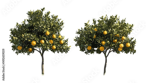 Maclura pomifera tree set, frontal isolated png, Osage orange foliage bundle, realistic vector illustration, landscaping plant reference, botanical clipart collection.