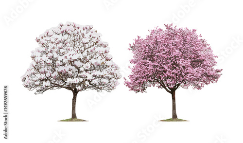 Set of Magnolia liliiflora and Prunus persica peach tree blossoming street trees, vector illustration, urban landscaping, flowering trees, botanical garden plants, nature background.