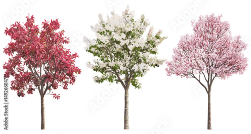 Blossoming Malus halliana crabapple tree, isolated cutout, ornamental flowering tree, spring season plant, garden tree silhouette, botanical species vector illustration.