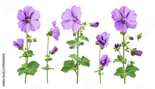 Vector illustration of Malva sylvestris, tall mallow, high mallow, Creeping Charlie, cheeses flowers isolated cutout, herbal plants, natural flora, botanical garden elements.