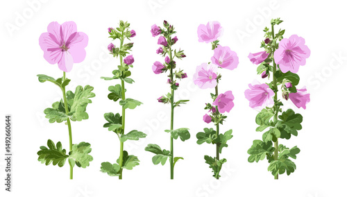 Malva sylvestris set with high mallow, tall mallow, Creeping Charlie, cheeses blooming frontal isolated cutout, medicinal herbs, wildflowers, garden plants, vector illustration.