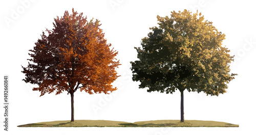 Frontal winter trees lineup, Maple genus Acer, Tilia species, street landscaping, isolated on transparent background, sunny scene, vector illustration, landscape architecture reference.