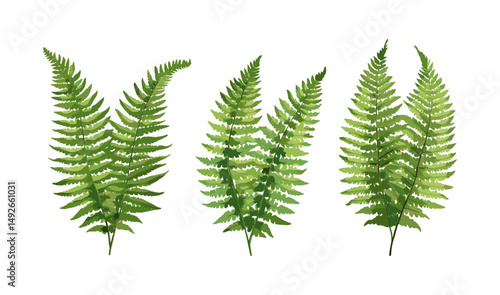 Set of ostrich fern Matteuccia struthiopteris, frontal silhouette cutout, botanical vector illustration, green fronds foliage, forest plant clip art, shade garden perennial graphic element.
