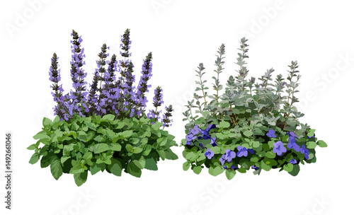 Botanical duo Ajuga reptans Mazus reptans cutout, lush creeping carpet plants, spring flowering edges, cottage garden filler, drought tolerant shade plants, vector illustration, nature concept art.