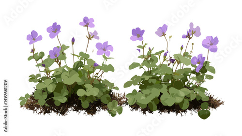 Mazus reptans Creeping mazus set, frontal isolated png, vector illustration, groundcover plant, perennial foliage, botanical clipart, garden landscaping, nursery flora, horticulture design.