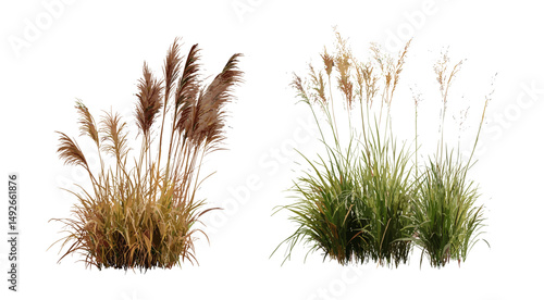Set of Miscanthus sinensis gracillimus and Pennisetum setaceum rubrum isolated cutout, ornamental grasses, tall plants, garden decoration, botanical vector illustration.