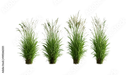 Maiden Grass Miscanthus sinensis Gracillimus isolated cutout, ornamental landscaping plant, tall garden grass, natural greenery, vector illustration, botanical foliage, outdoor scenery.