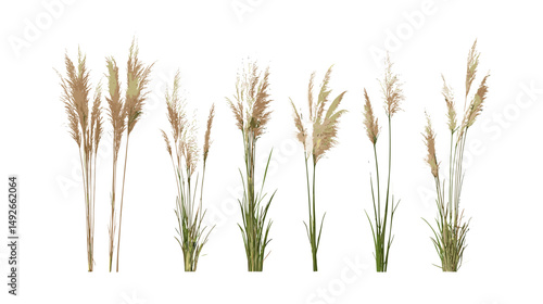 Miscanthus sinensis Gracillimus, Maiden Grass isolated cutout, ornamental grass plant, tall grass landscape, garden greenery, vector illustration, botanical design, natural foliage.