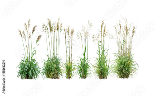 Maiden grass morning light, Miscanthus sinensis, Japanese silver grass, cutout isolated tree, landscape design, tall ornamental grass, garden foliage vector illustration.