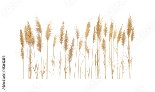 Miscanthus sinensis morning light, Japanese silver grass, maiden grass, isolated tree cutout, garden landscaping, ornamental grass, nature plant vector illustration.