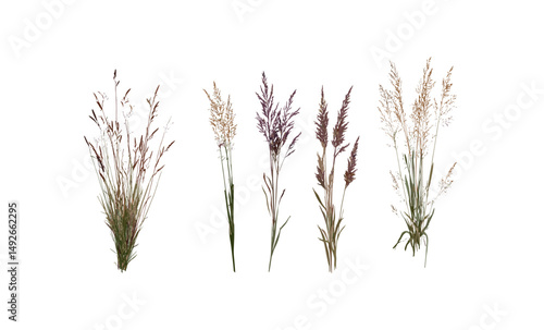 Purple moor-grass Molinia caerulea cutout, isolated wild grass plant, botanical illustration, wetland vegetation, natural habitat, meadow flora, vector illustration.